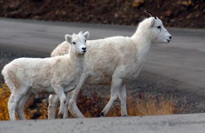 Dall sheep