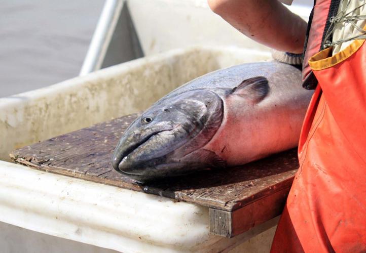 King salmon
