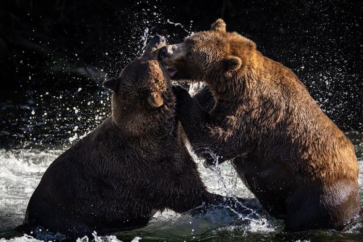 Brooks Falls bears