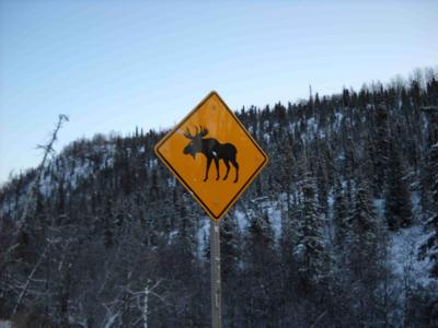 Moose