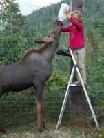 This banana-loving moose on the loose needs to find his way home