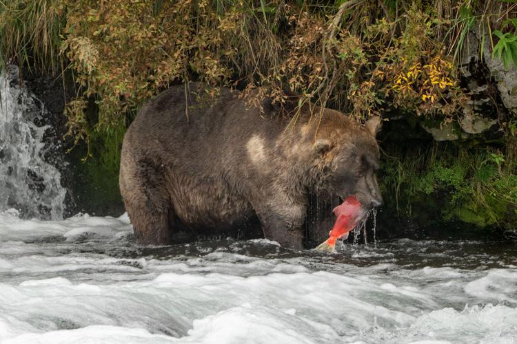 Katmai bear