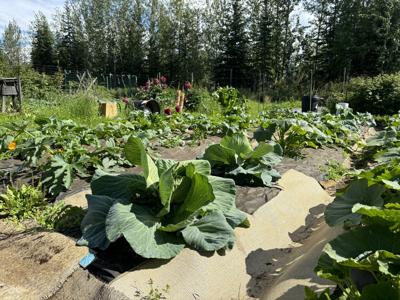 Fairbanks Community Garden