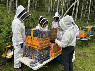 Honey Bee Survey