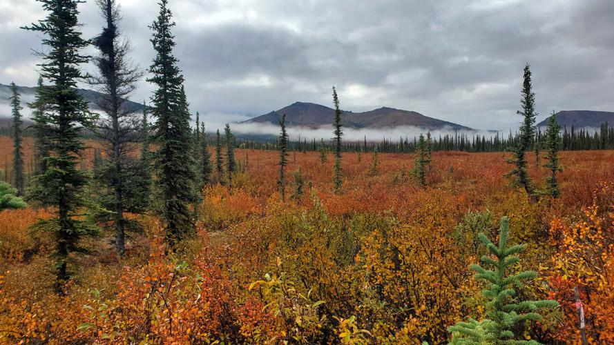 Autumn on the Dalton