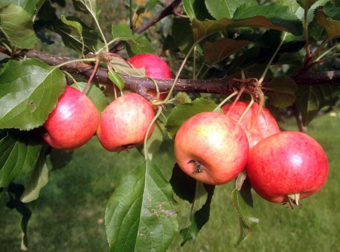 Fruit in Alaska
