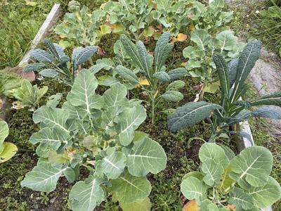 Kodiak crops