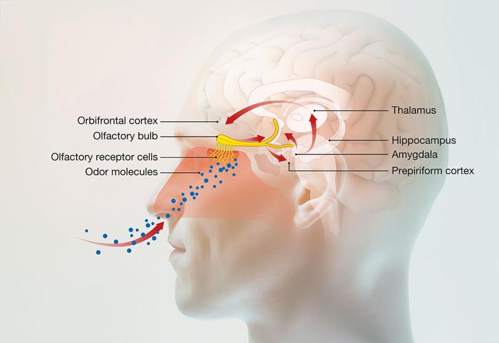 Sense of smell, illustration of the olfactory region, medically illustration
