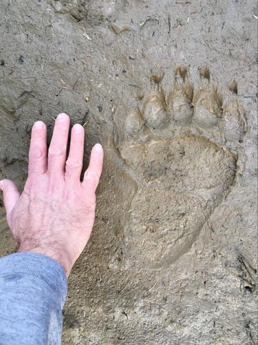 Bear aware