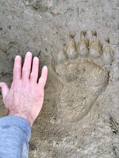 Bear aware