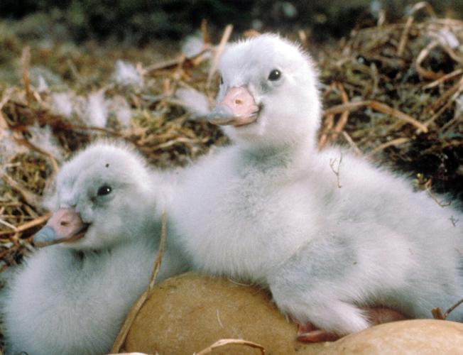 Cygnets