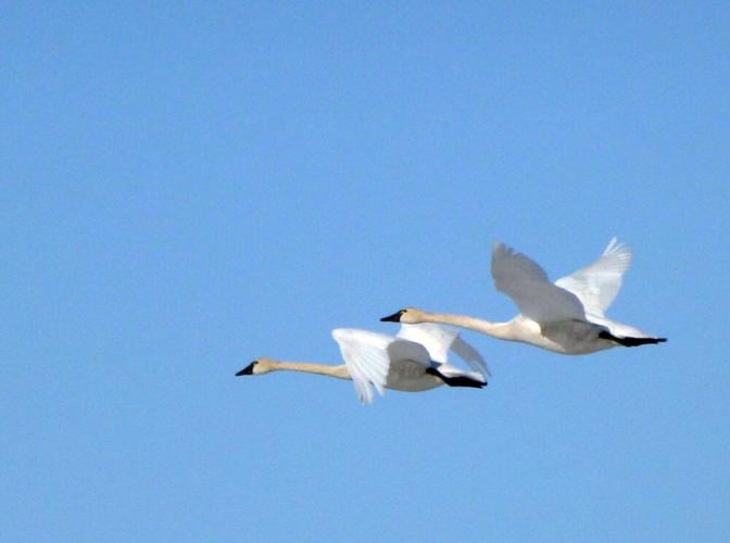 Swans in flight