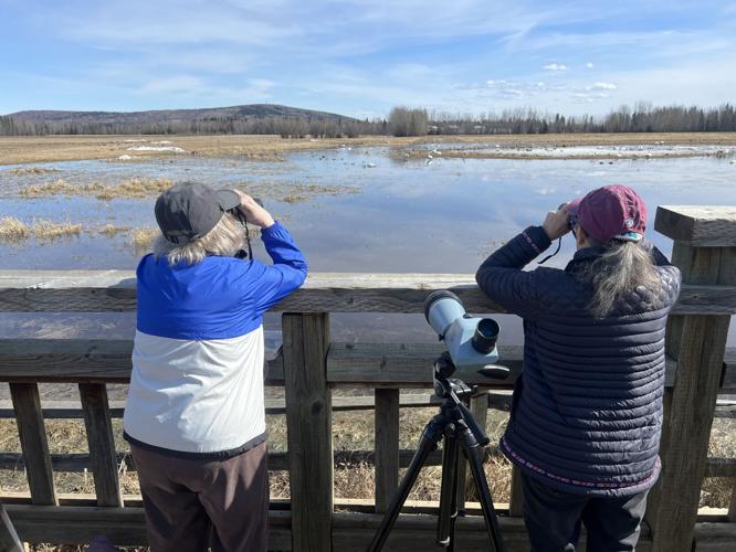 Expert bird watchers