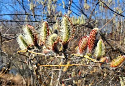 Pollen production in process